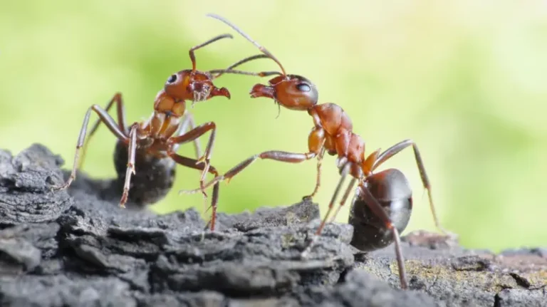 Semut-semut yang Mengamputasi Kaki untuk Selamatkan Nyawa