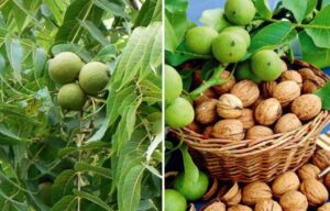 Cách làm bài cháo từ nhân quả óc chó